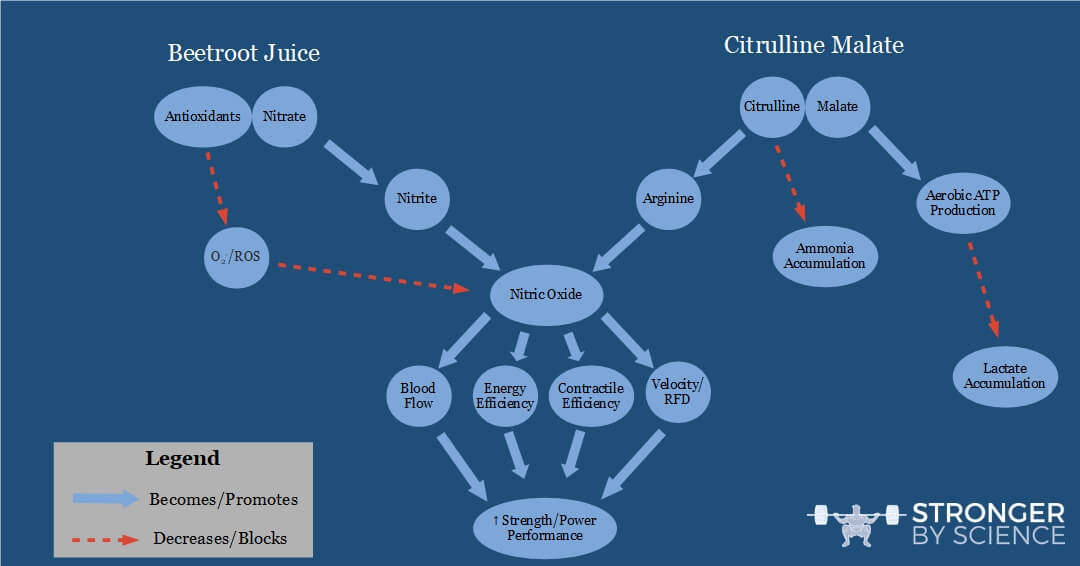 Nitric Oxide Mechanism